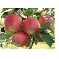 Саженцы яблони Рубин Стар