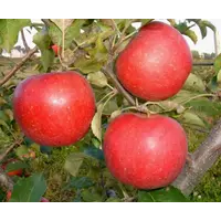 Саженцы яблони Рубинолла