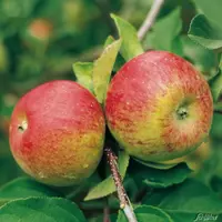 Саженцы яблони Топаз