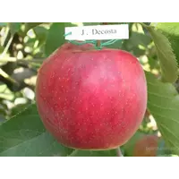 Саженцы яблони Джонаголд Декоста